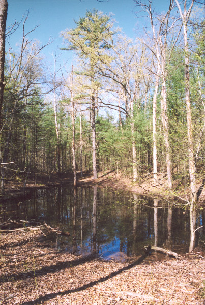 Sag pond. Credit: Betsy Leppo